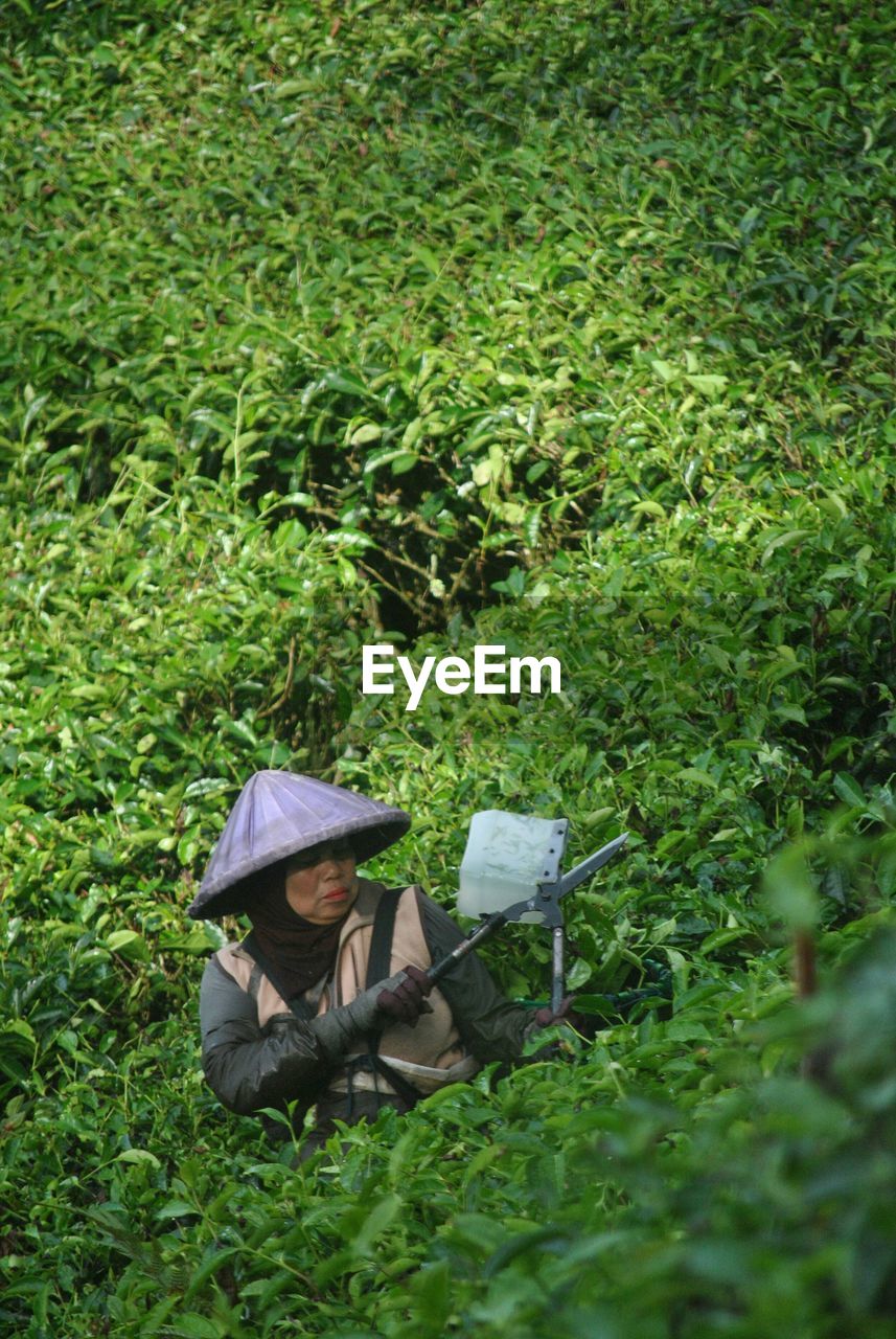 High angle view of woman pruning amidst plants 