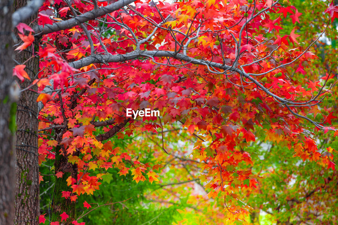 CLOSE-UP OF RED MAPLE TREE