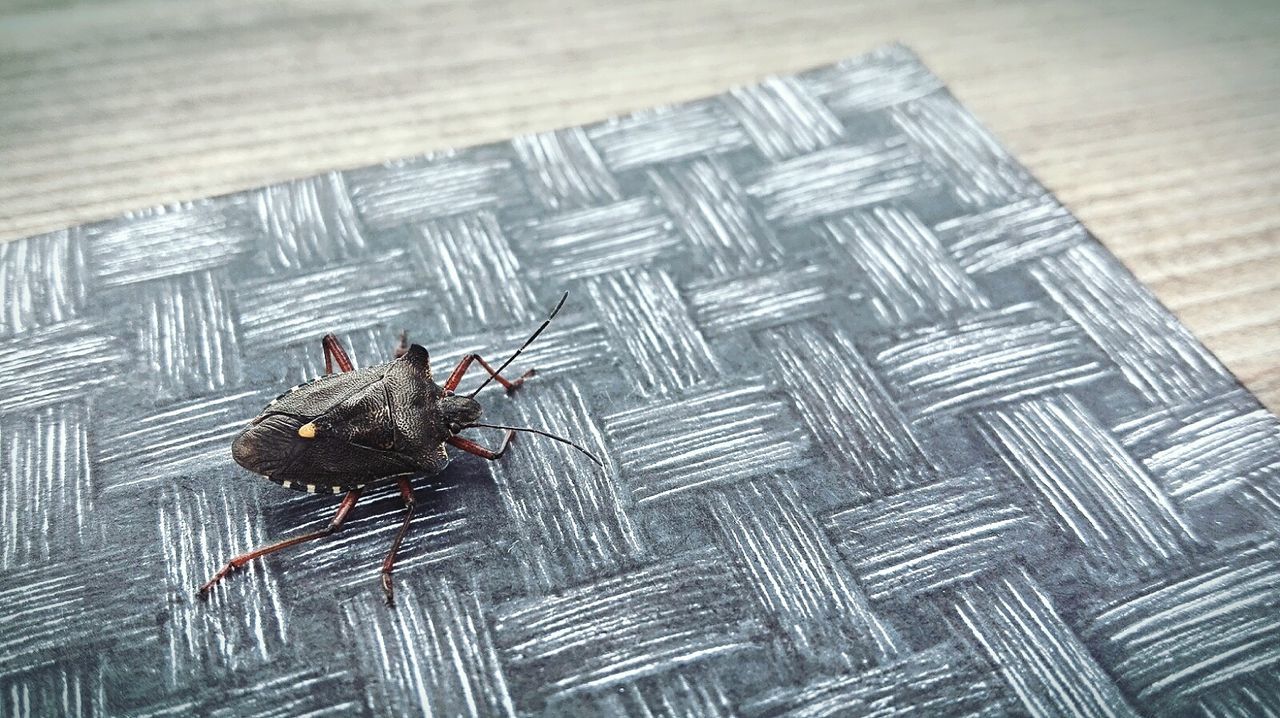 Close-up of beetle on table