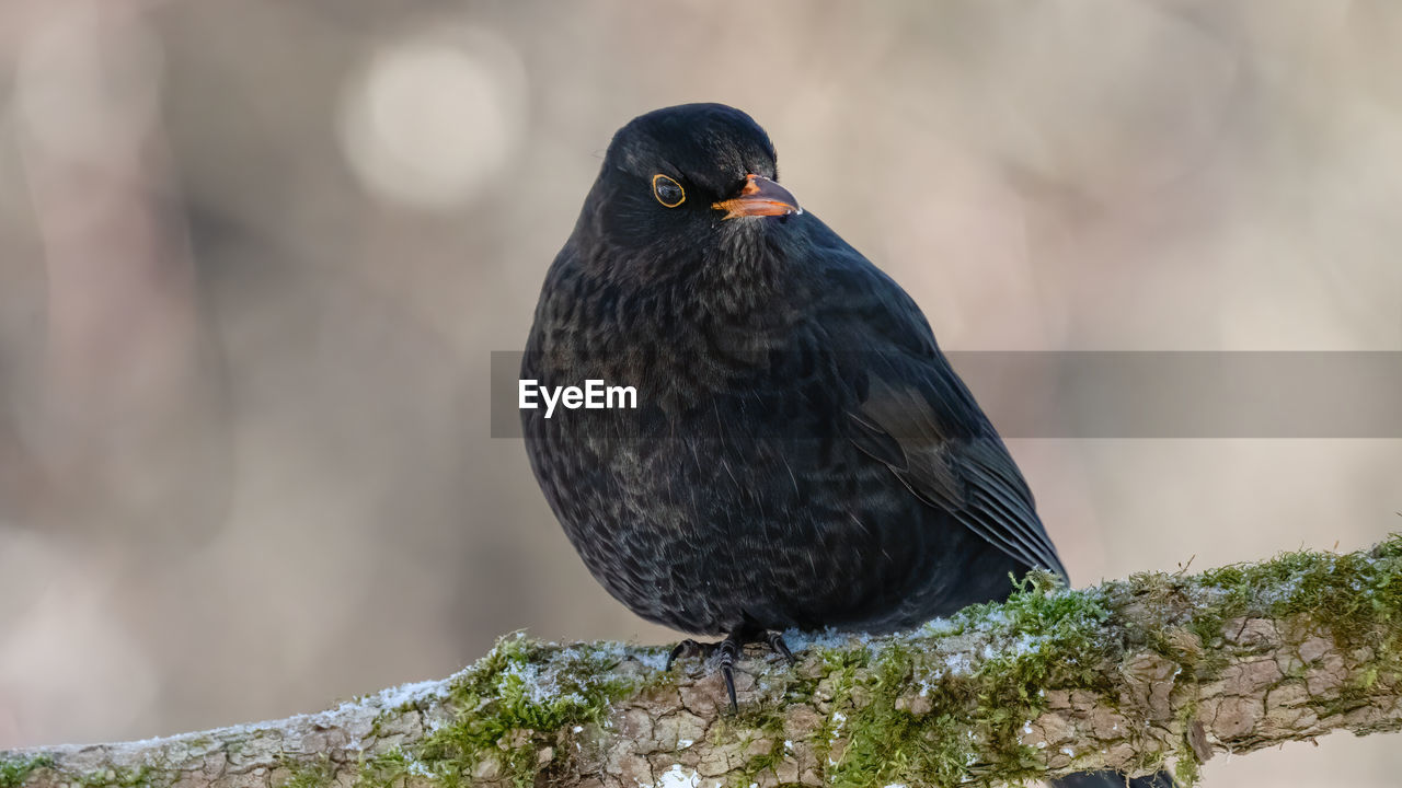 Close-up of bird perching on a branch