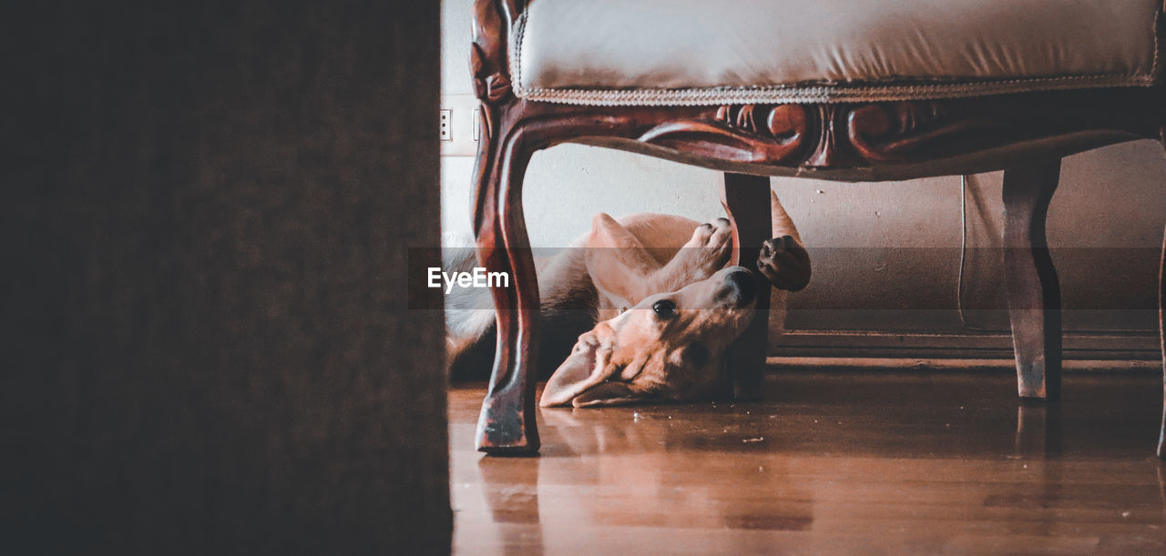 furniture, indoors, chair, black, wood, seat, flooring, white, no people, table, animal, domestic animals, one animal, hardwood floor, mammal, animal themes, brown, floor, pet