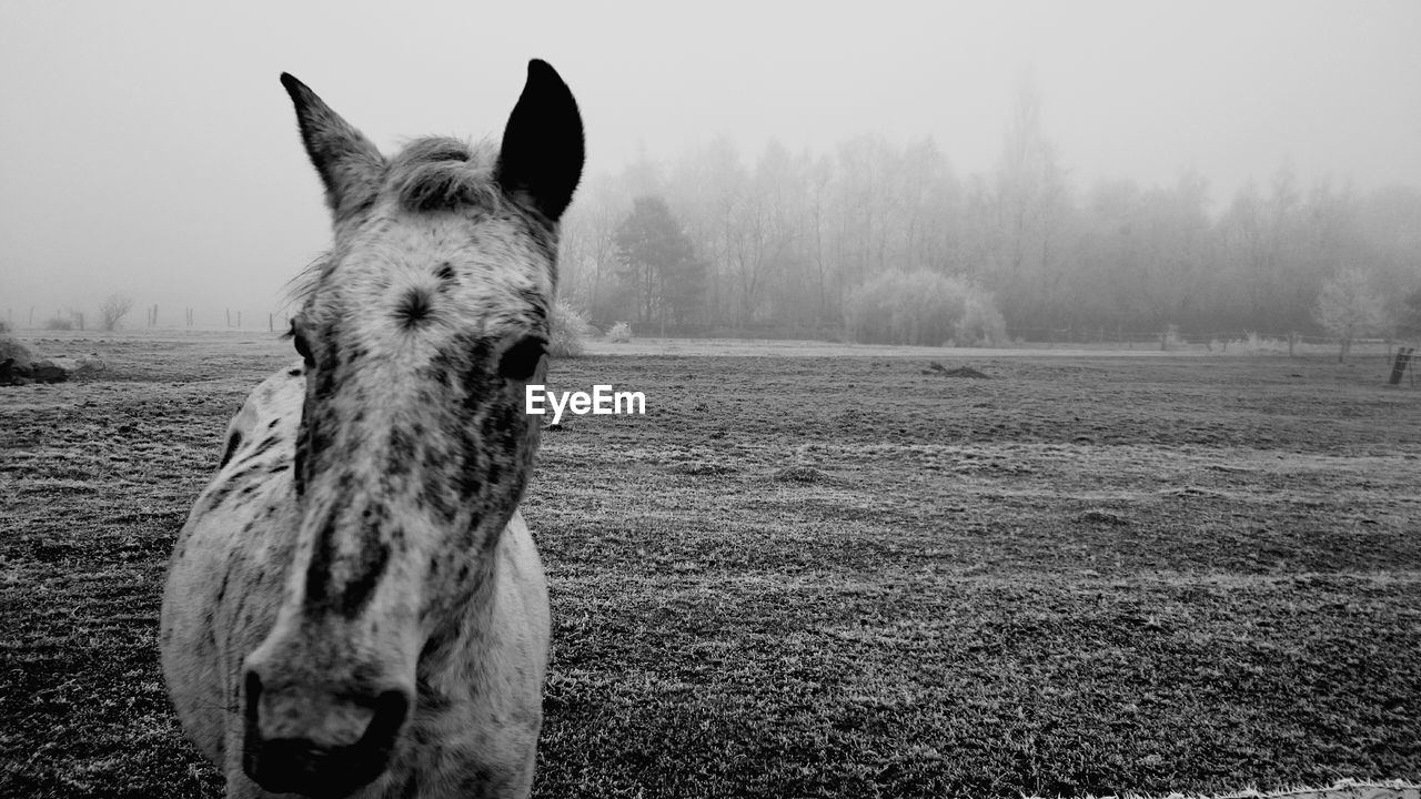 HORSE IN FIELD