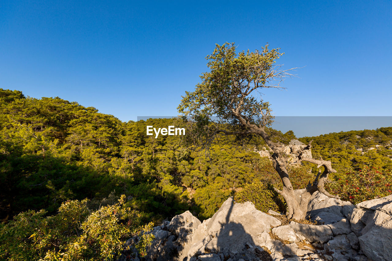 Beautiful landscape on the sea mountains with trees