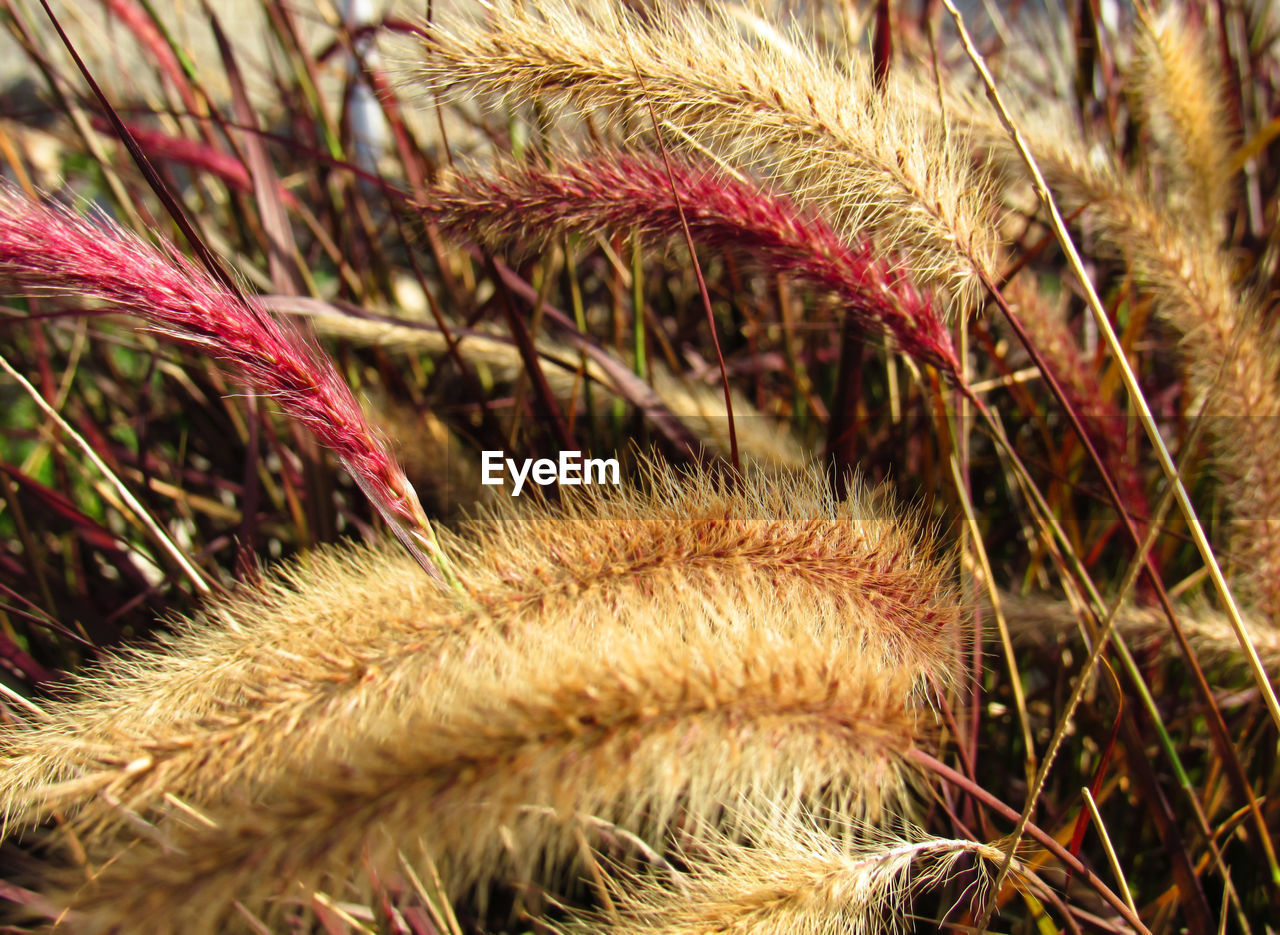 Close-up of fresh corn field