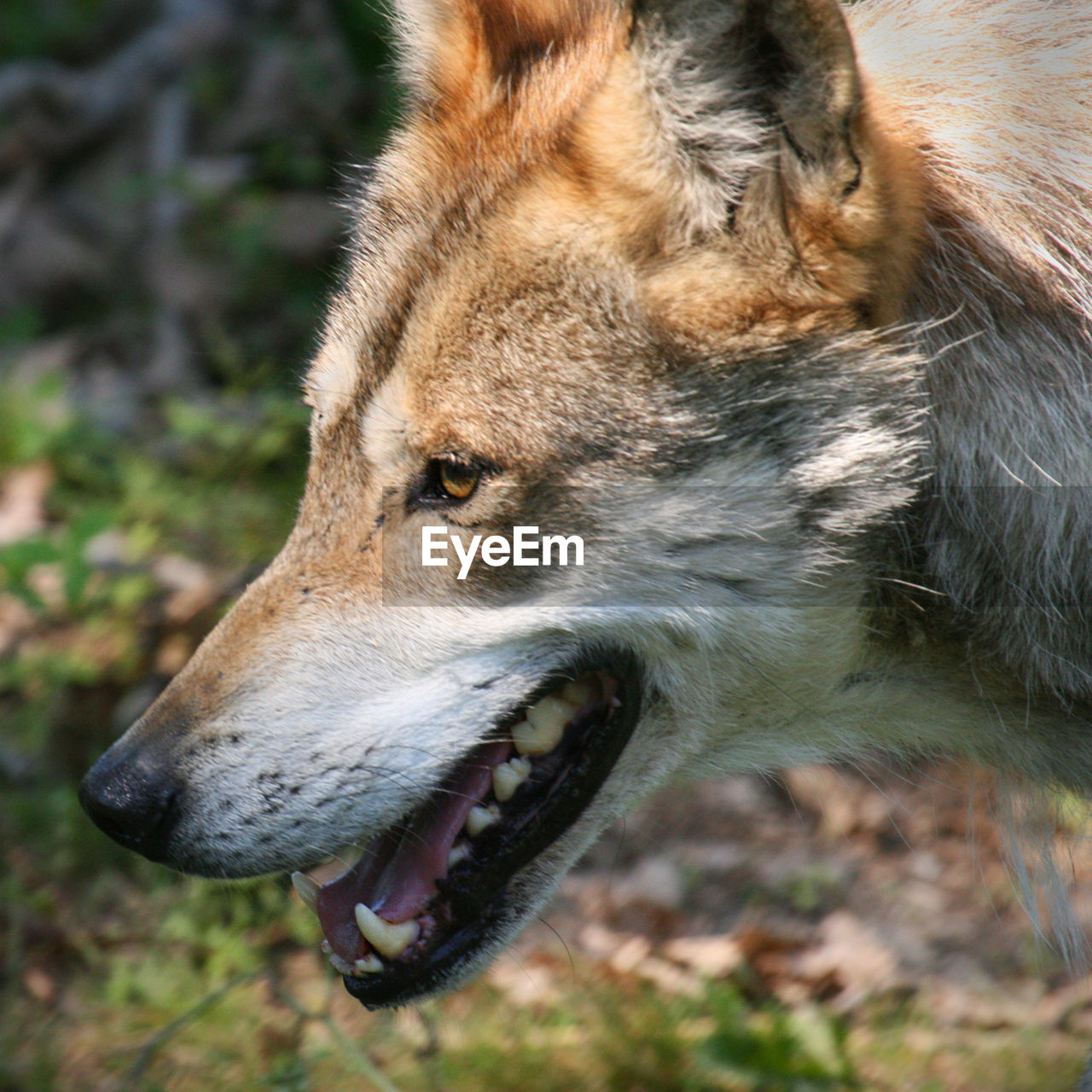 CLOSE-UP OF DOG ON GROUND