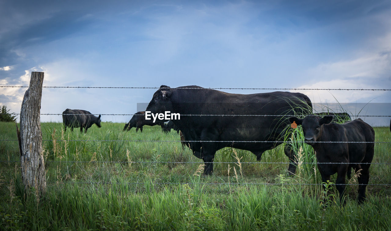 Bulls with calf standing behind fence on grassy field against sky