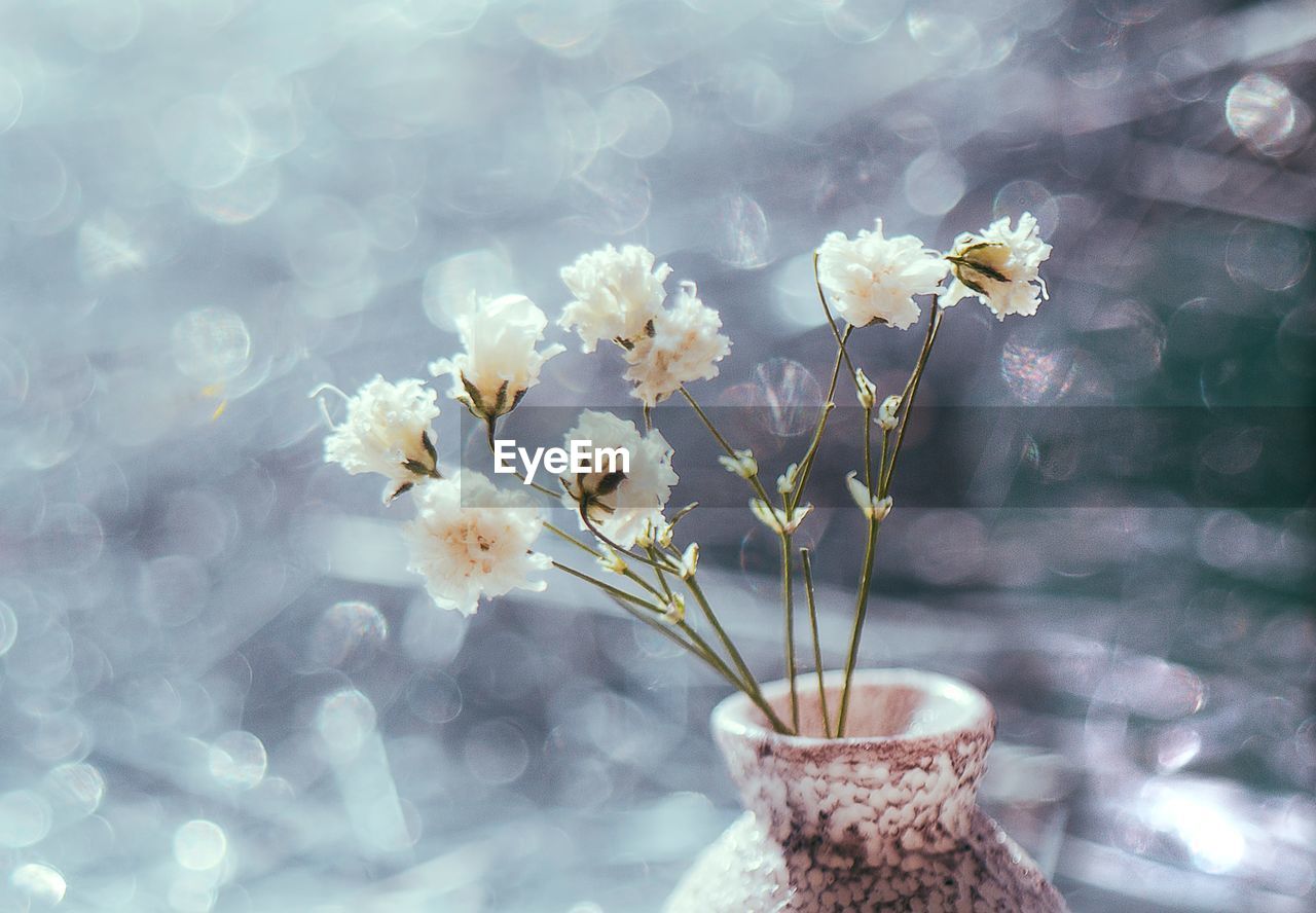 CLOSE-UP OF WHITE CHERRY BLOSSOMS