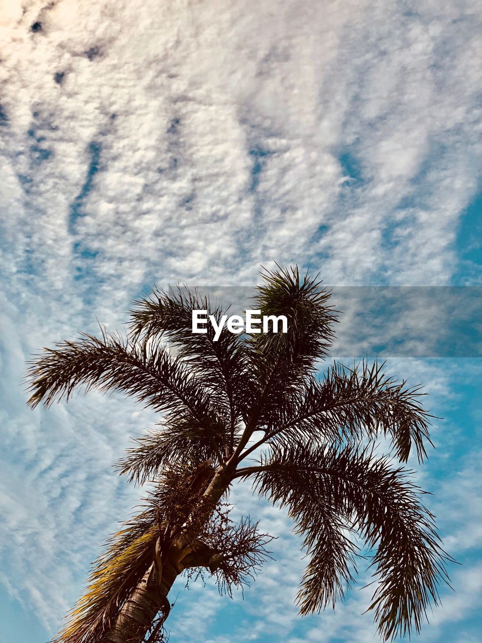 LOW ANGLE VIEW OF PALM TREE AGAINST CLOUDS