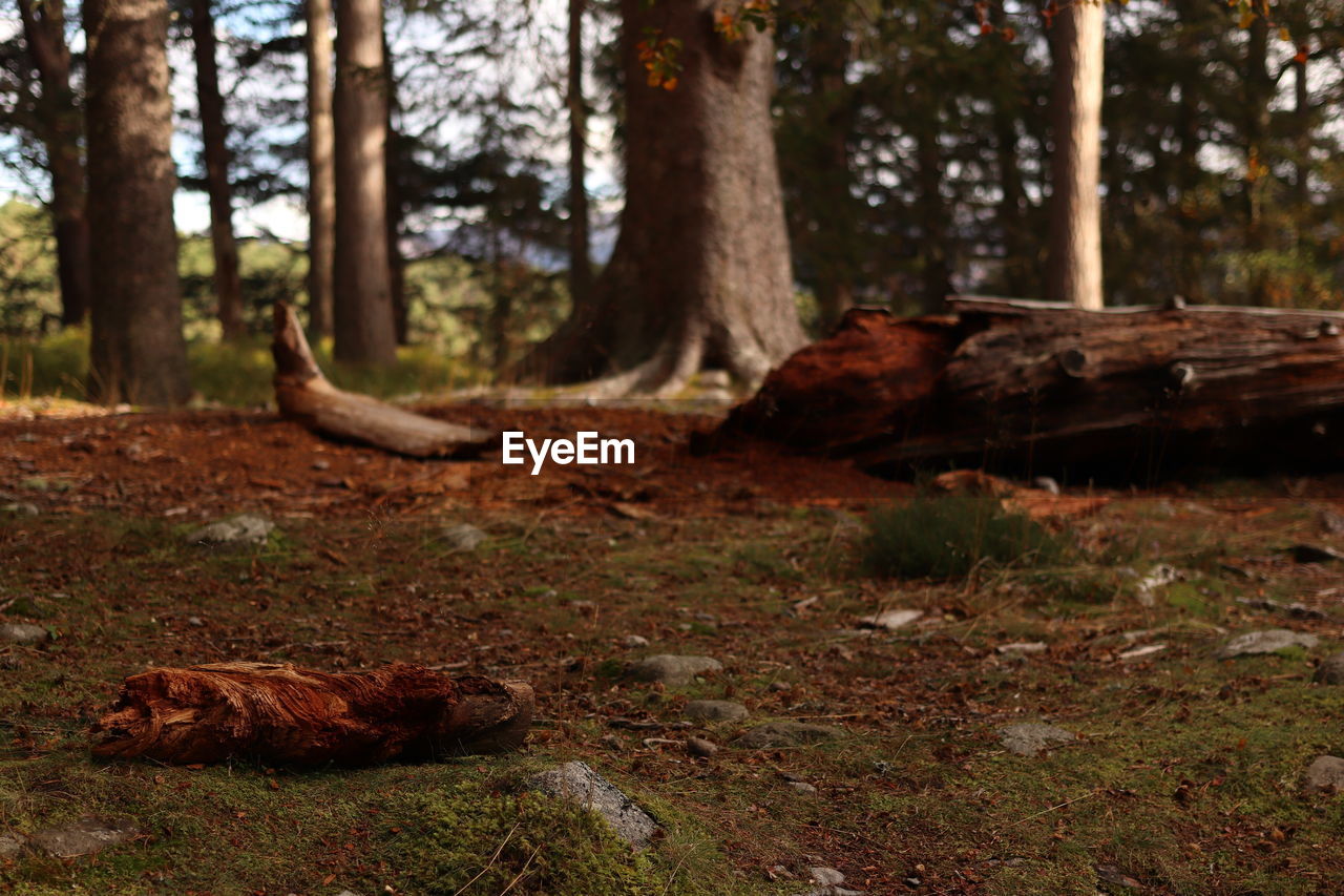 Trees growing in forest