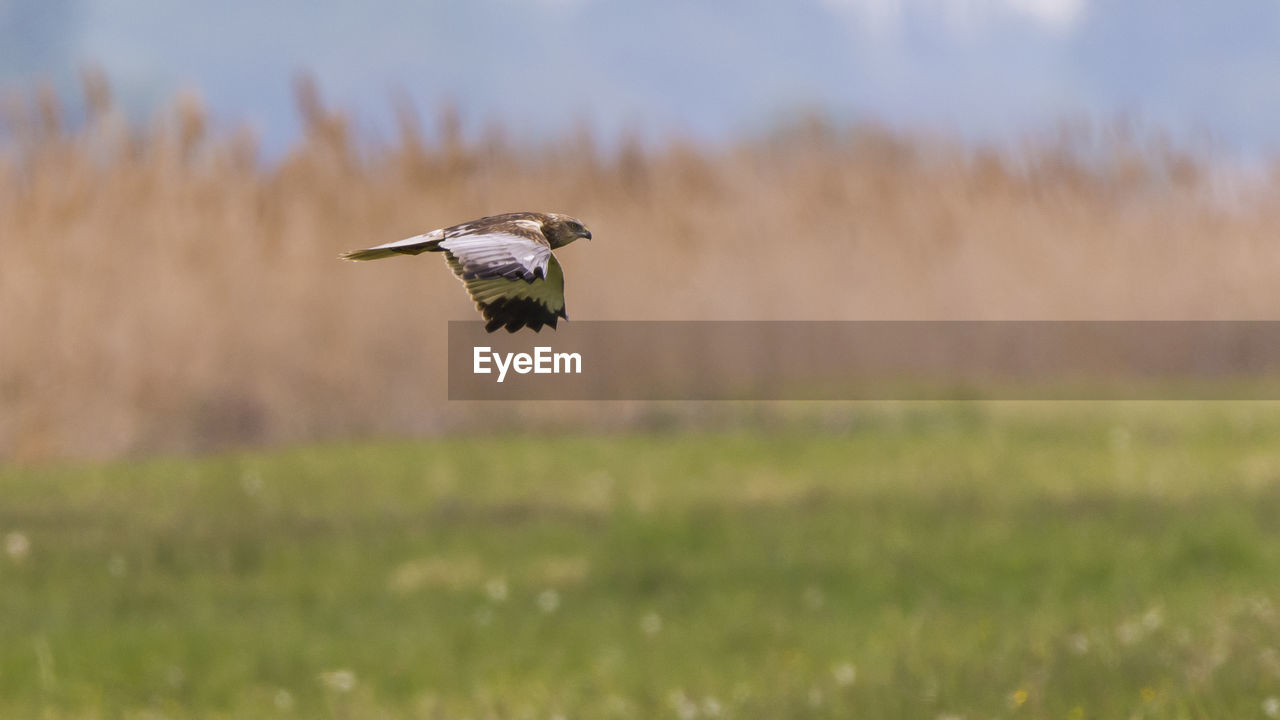 Close-up of bird flying over field against sky
