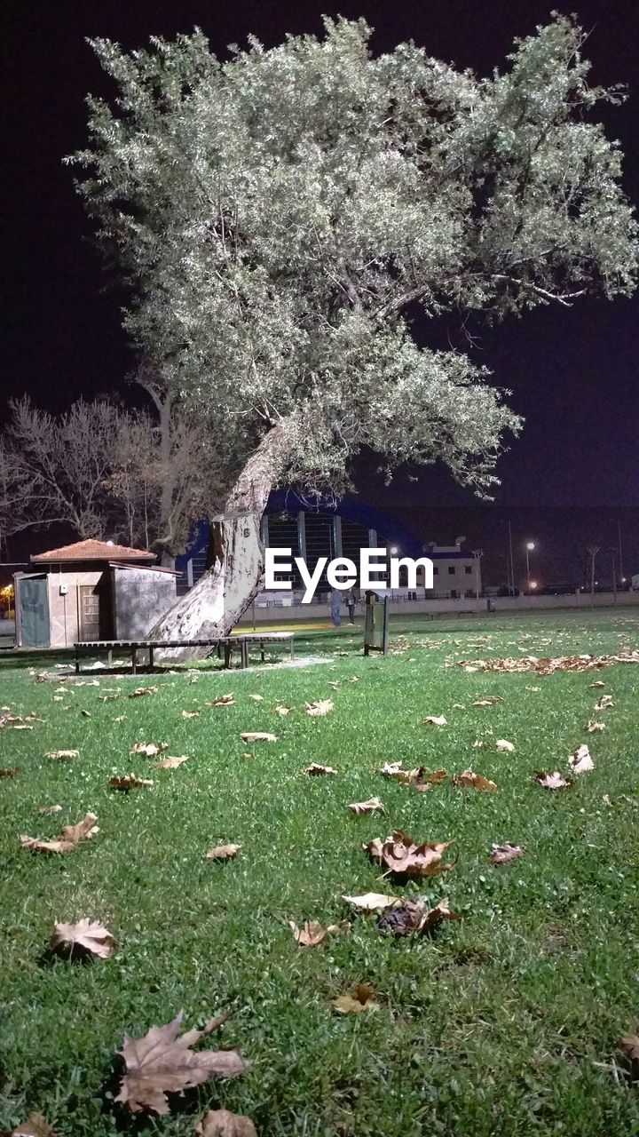 VIEW OF TREES AT NIGHT