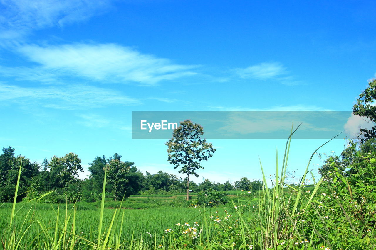 PLANTS ON FIELD AGAINST SKY