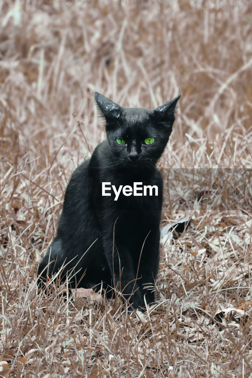 PORTRAIT OF BLACK CAT SITTING IN GRASS