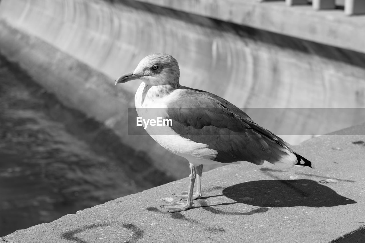 Close-up of seagull perching on retaining wall