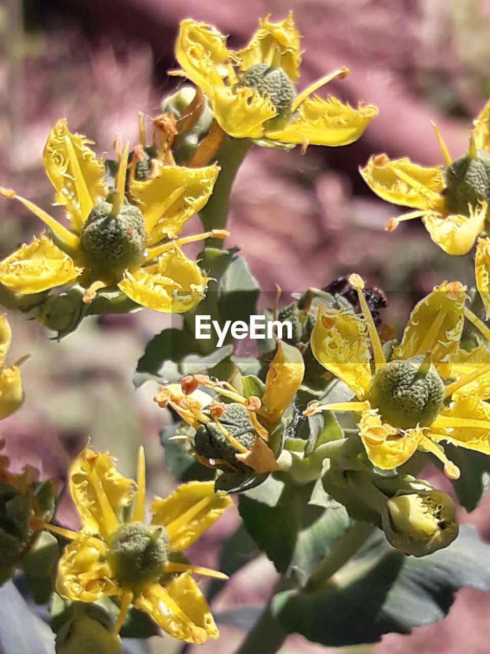 CLOSE-UP OF YELLOW FLOWERING PLANT ON BRANCH