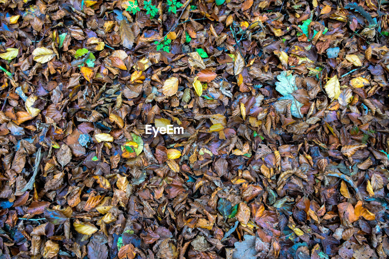 CLOSE-UP OF DRY AUTUMN LEAVES