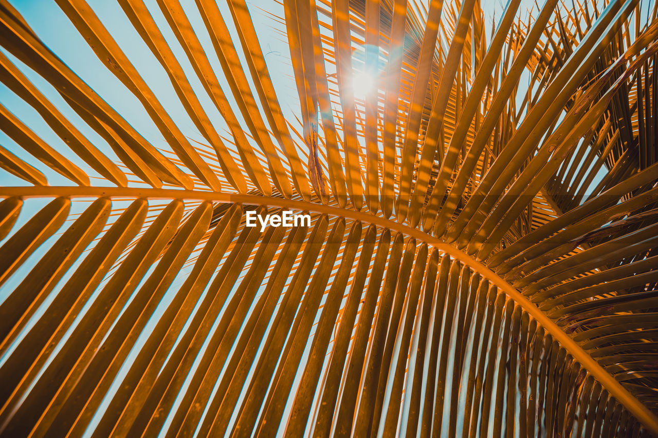 Low angle view of palm trees against sky