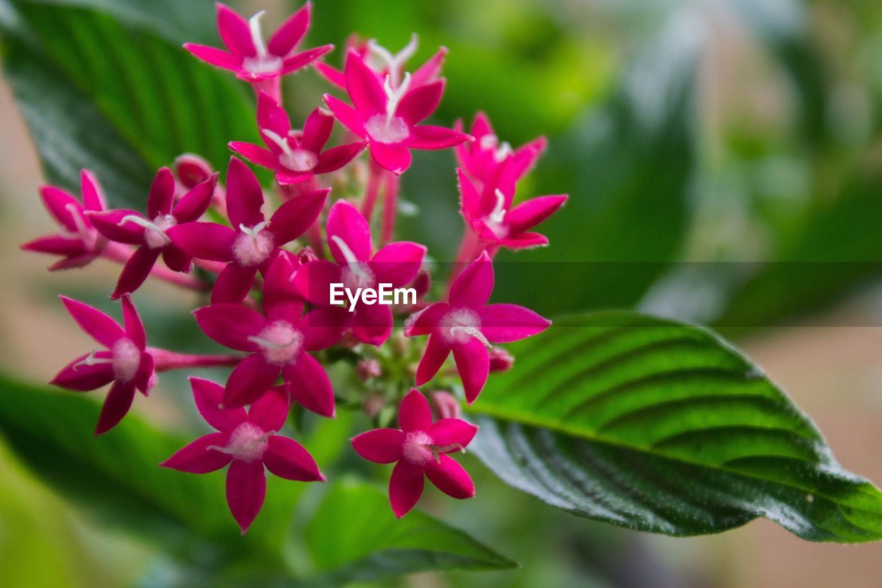 Close-up of flowers blooming outdoors