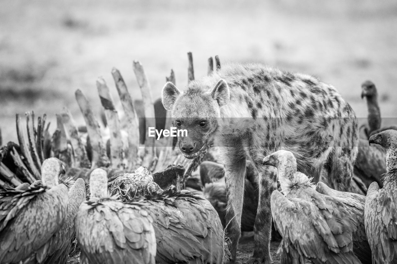 Hyena and vultures by prey on field