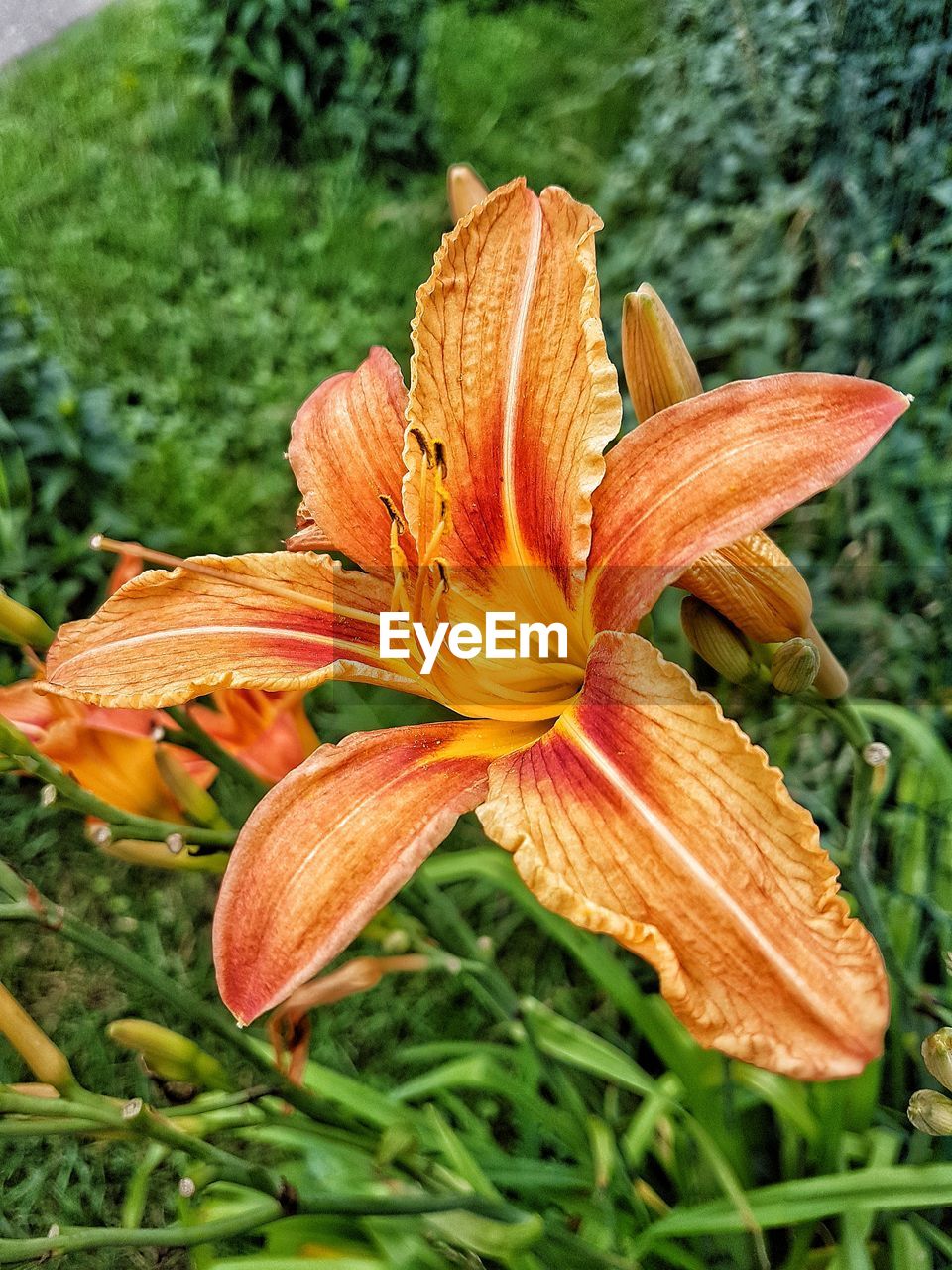 CLOSE-UP OF ORANGE DAY LILY FLOWERS