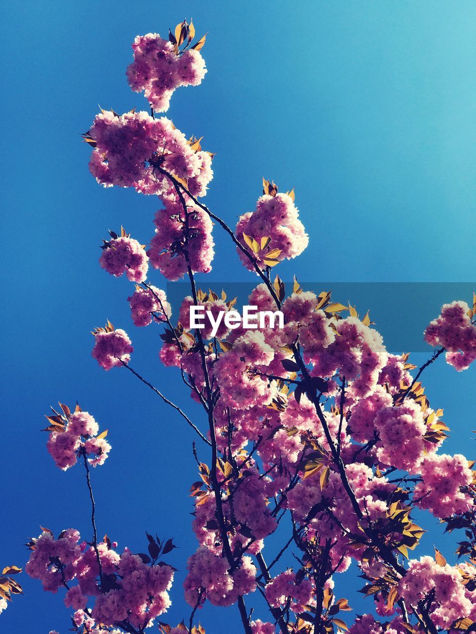 Low angle view of pink flowers blooming on tree against sky