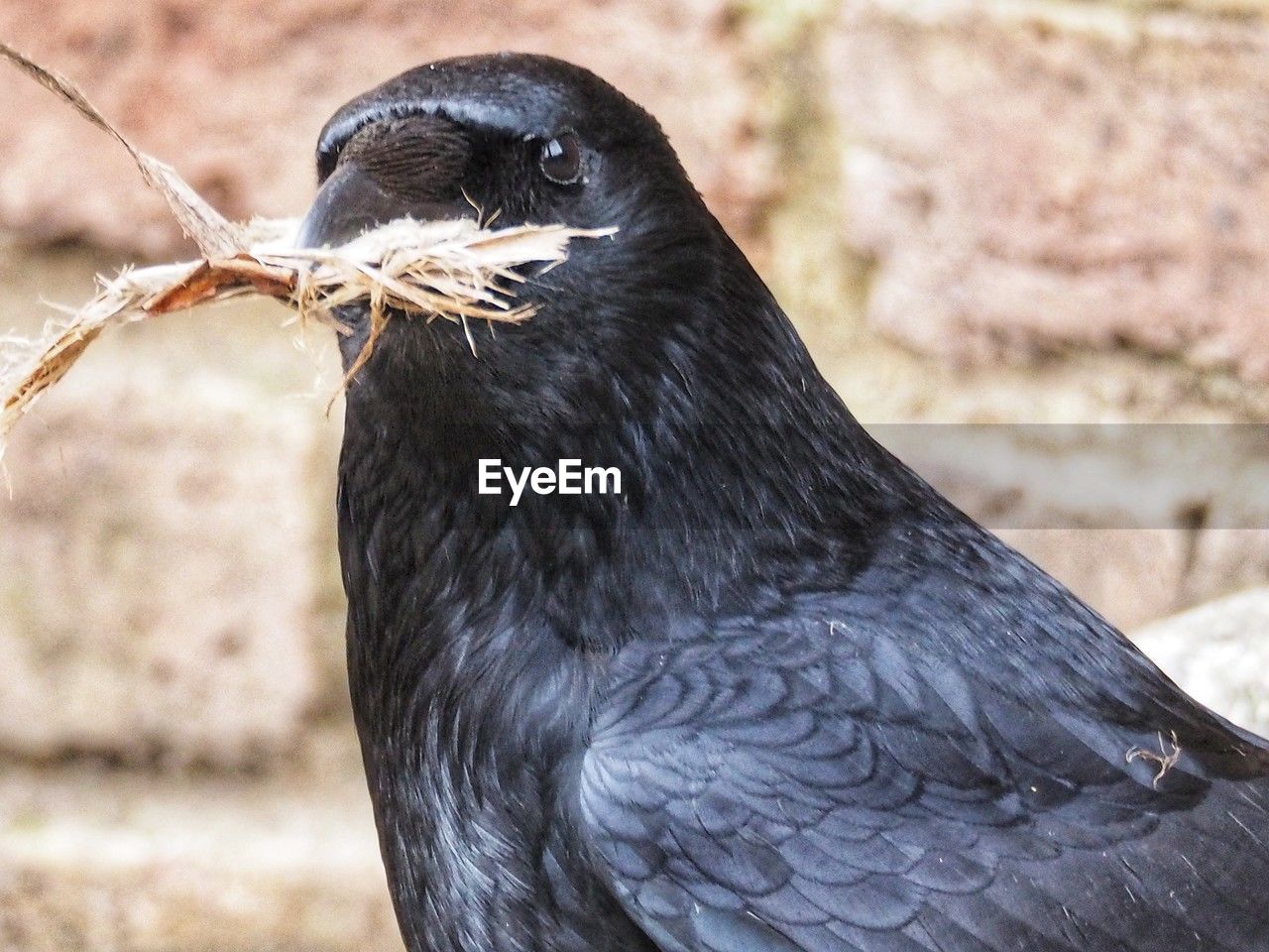 animal themes, animal, bird, animal wildlife, one animal, wildlife, beak, black, blackbird, no people, close-up, focus on foreground, nature, day, raven, animal body part, outdoors, crow, side view