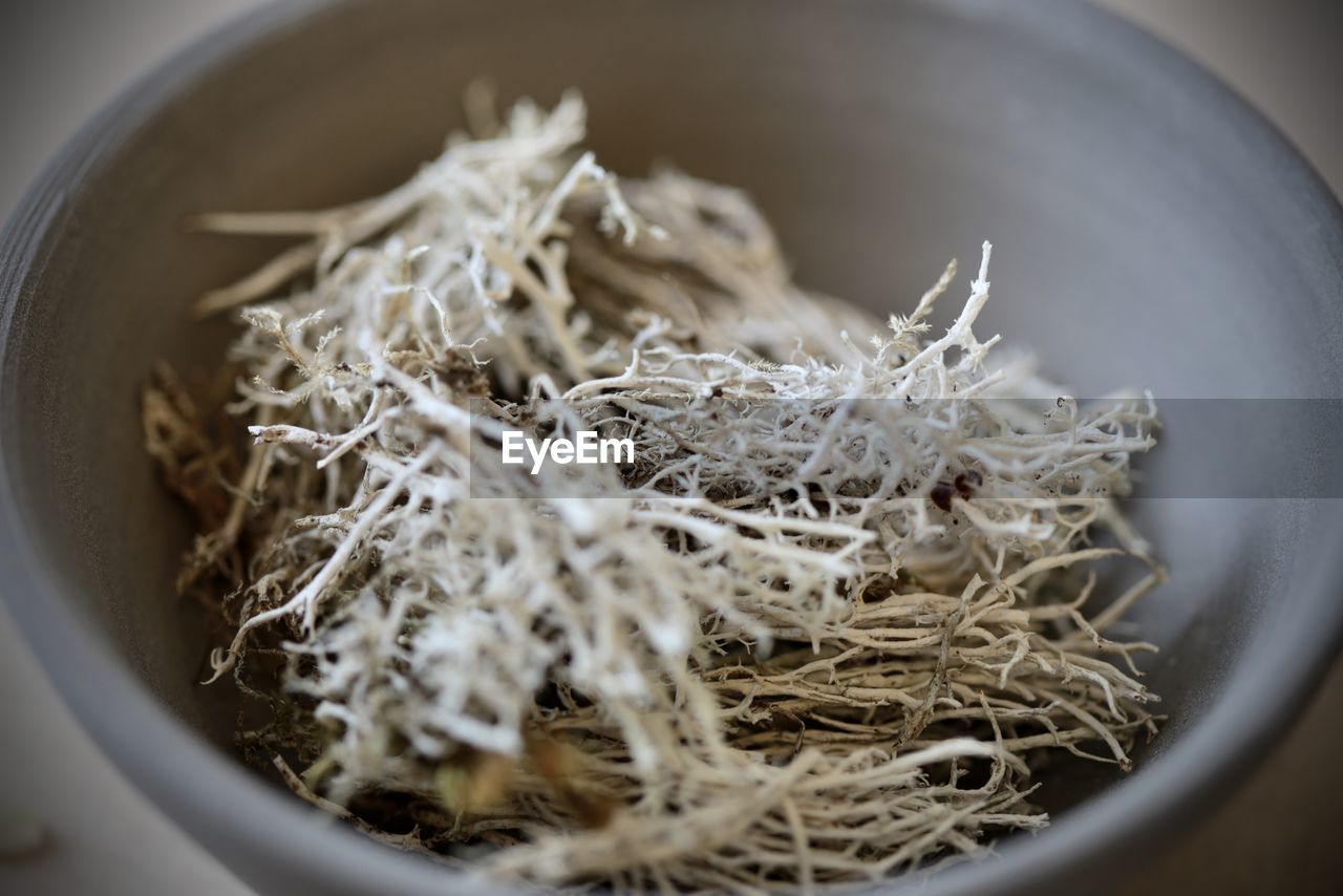 High angle view of branches in bowl