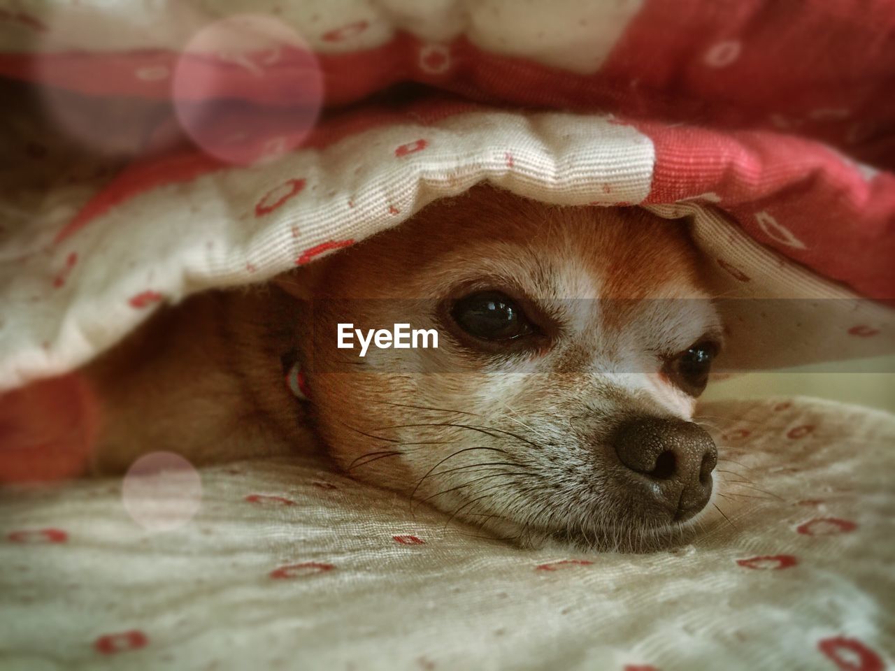 Close-up of dog resting on bed with blanket