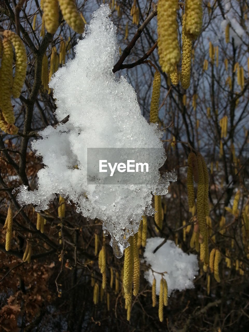 CLOSE-UP OF ICICLES ON TREE AGAINST SKY