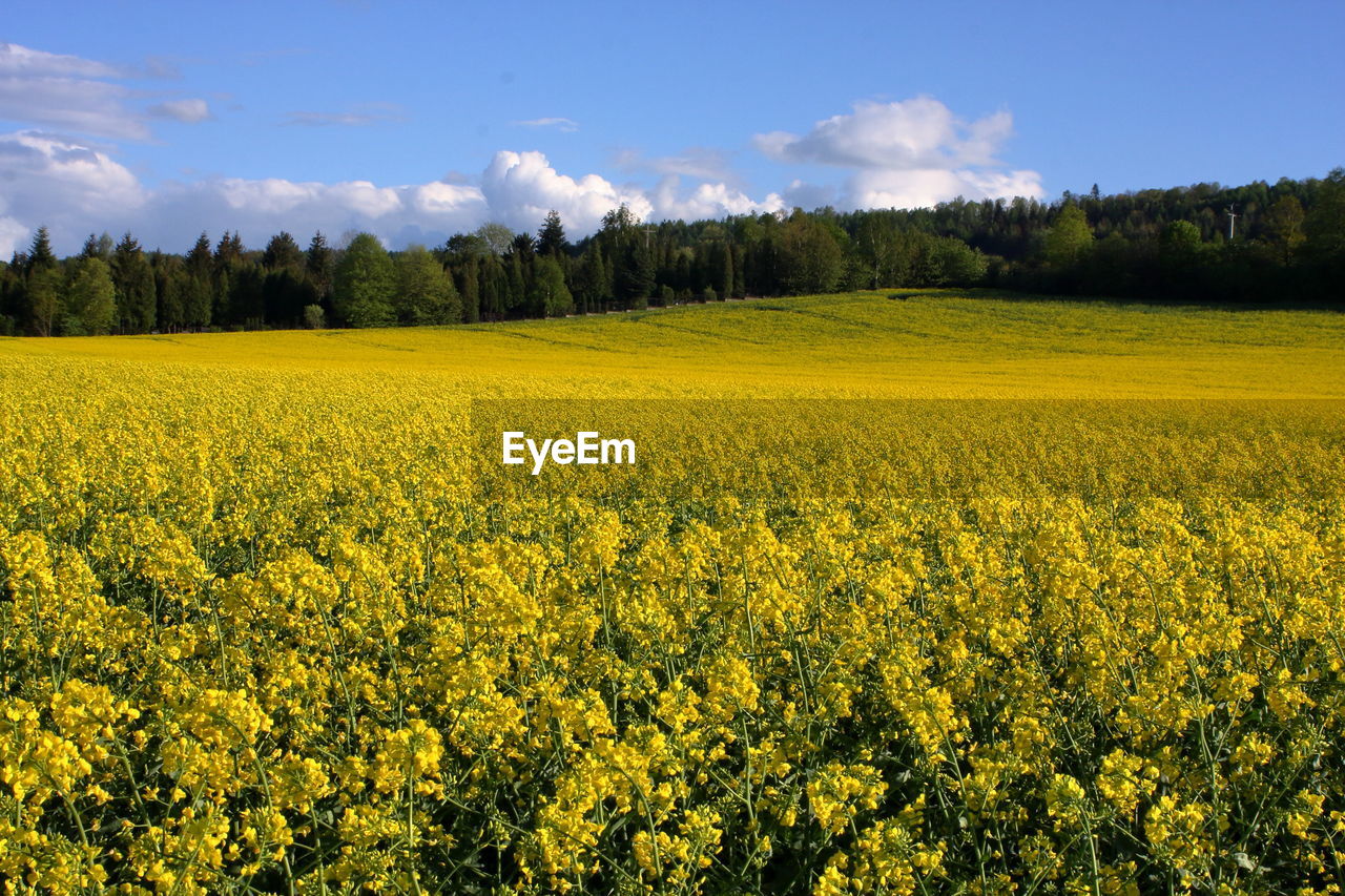 VIEW OF OILSEED RAPE FIELD