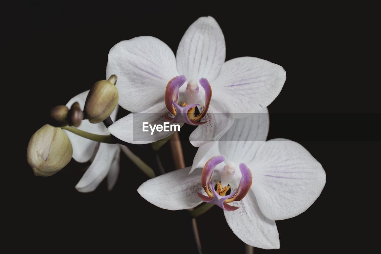 CLOSE-UP OF ORCHID FLOWERS AGAINST BLACK BACKGROUND