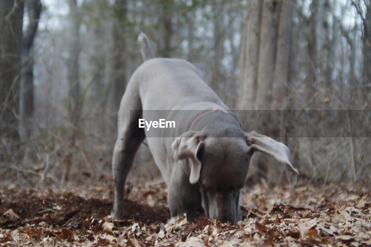 DOG AGAINST BLURRED BACKGROUND