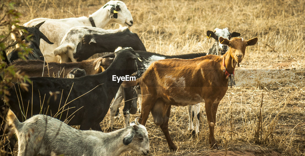 HORSES ON FIELD AGAINST BLURRED BACKGROUND