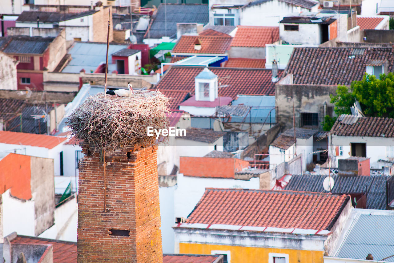Stork nest in spain