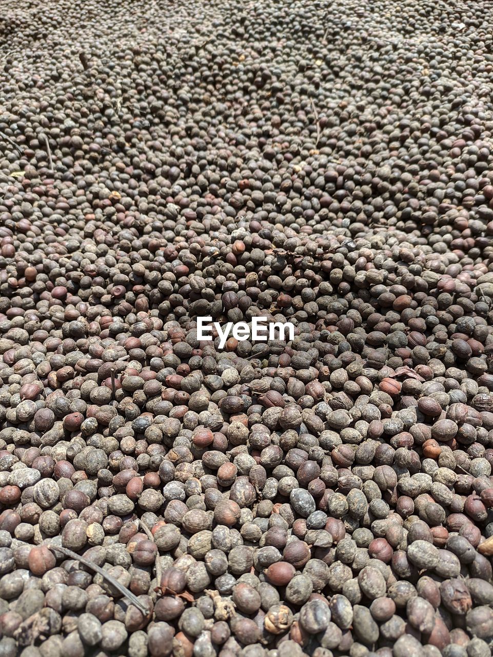 Group of javanese coffe bean