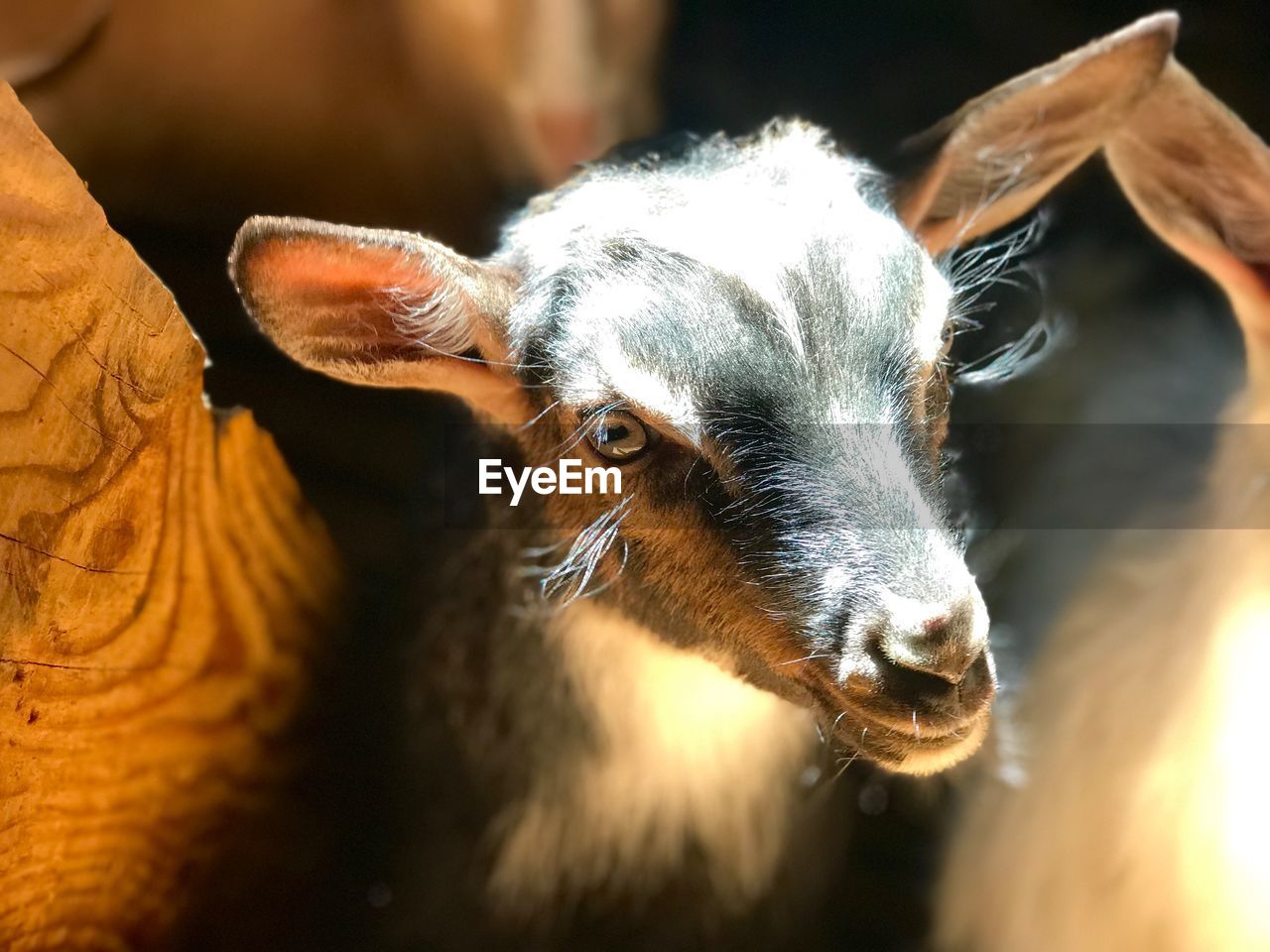 Close-up portrait of goat