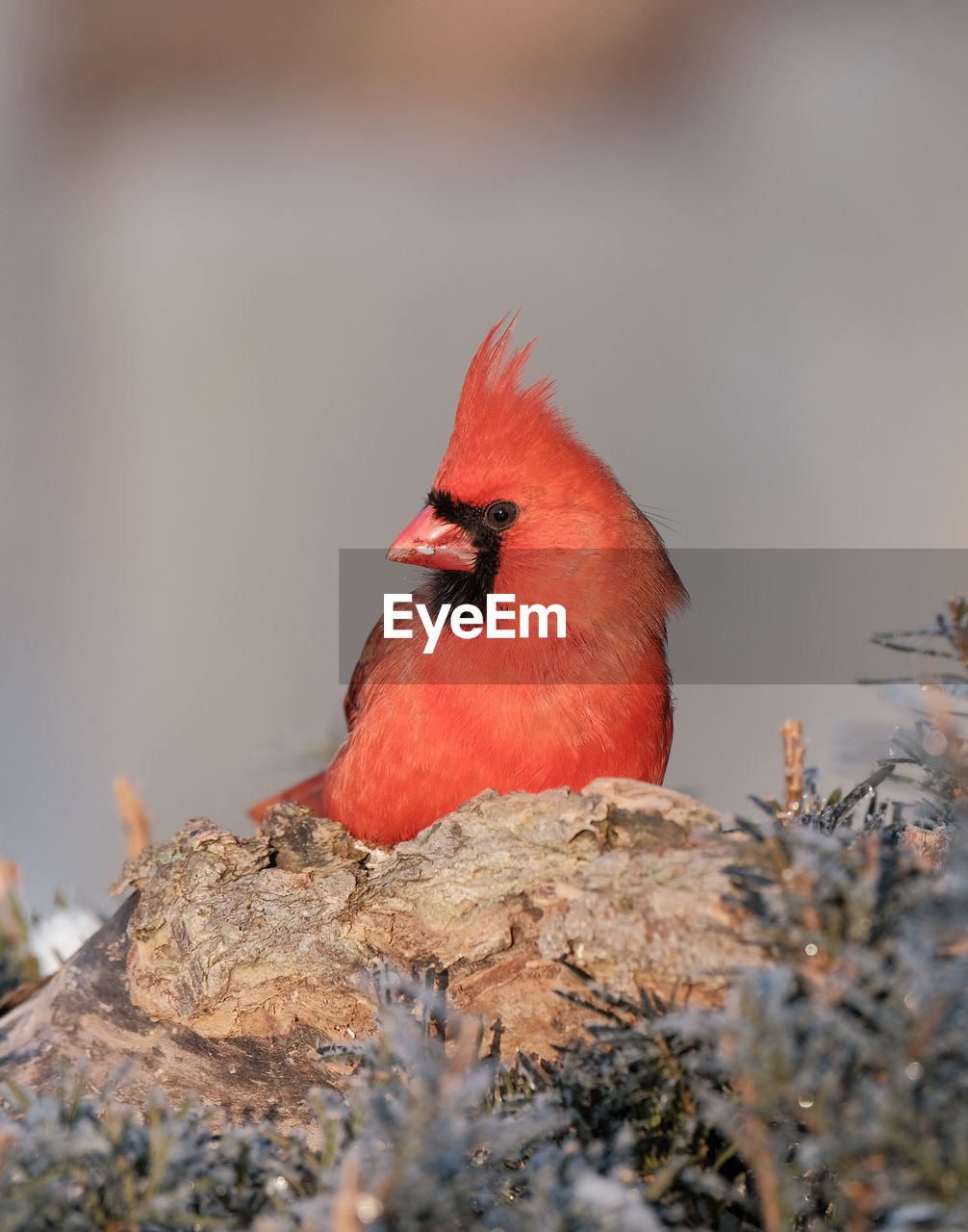 Northern cardinal