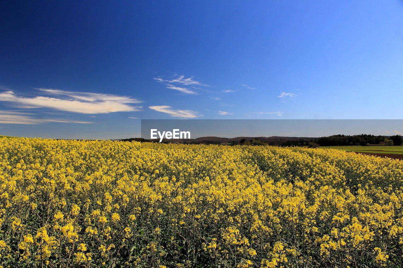 landscape, plant, field, sky, land, environment, flower, agriculture, beauty in nature, rapeseed, rural scene, flowering plant, yellow, crop, produce, vegetable, freshness, food, growth, scenics - nature, nature, canola, oilseed rape, horizon, farm, tranquility, blue, cloud, abundance, tranquil scene, springtime, no people, idyllic, blossom, fragility, prairie, sunlight, rural area, horizon over land, outdoors, meadow, day, clear sky, vibrant color, summer, plain, sunny, cultivated, food and drink, non-urban scene, grassland, tree, brassica rapa, urban skyline, cereal plant