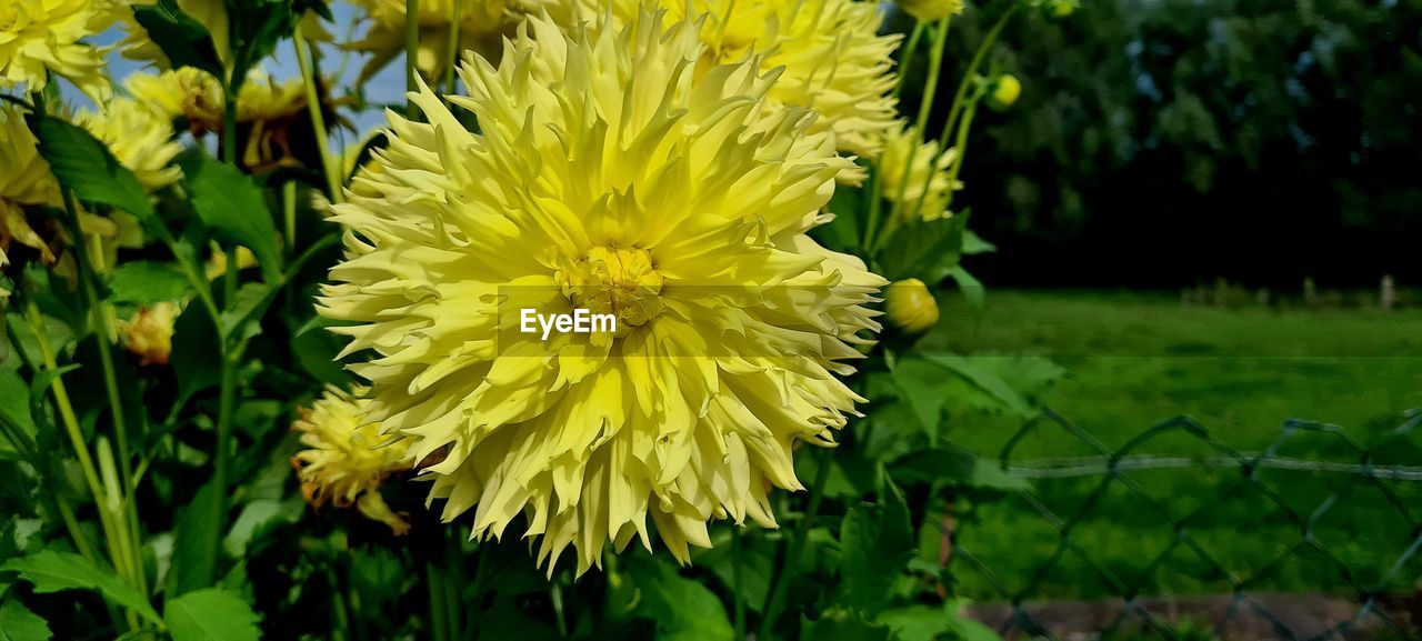 flower, flowering plant, plant, freshness, beauty in nature, yellow, growth, fragility, flower head, petal, inflorescence, nature, close-up, meadow, focus on foreground, green, dandelion, no people, field, day, outdoors, wildflower, springtime, leaf, plant part, grass, botany, blossom