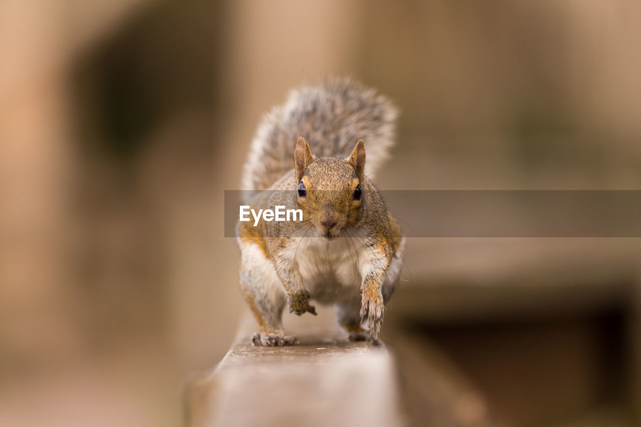 Close-up of squirrel