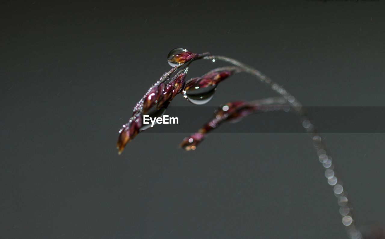 Close-up of water drops on leaf over black background