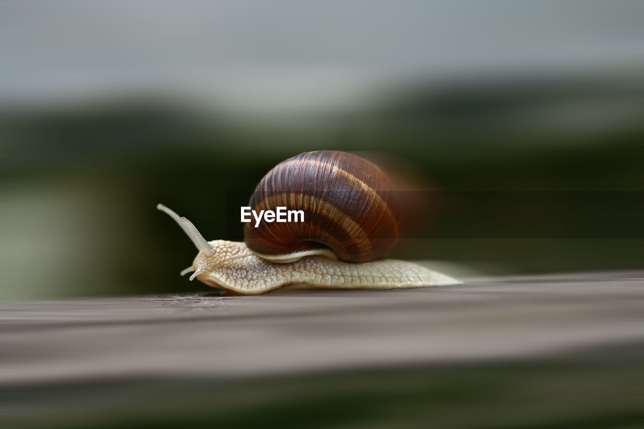 Speeding snail