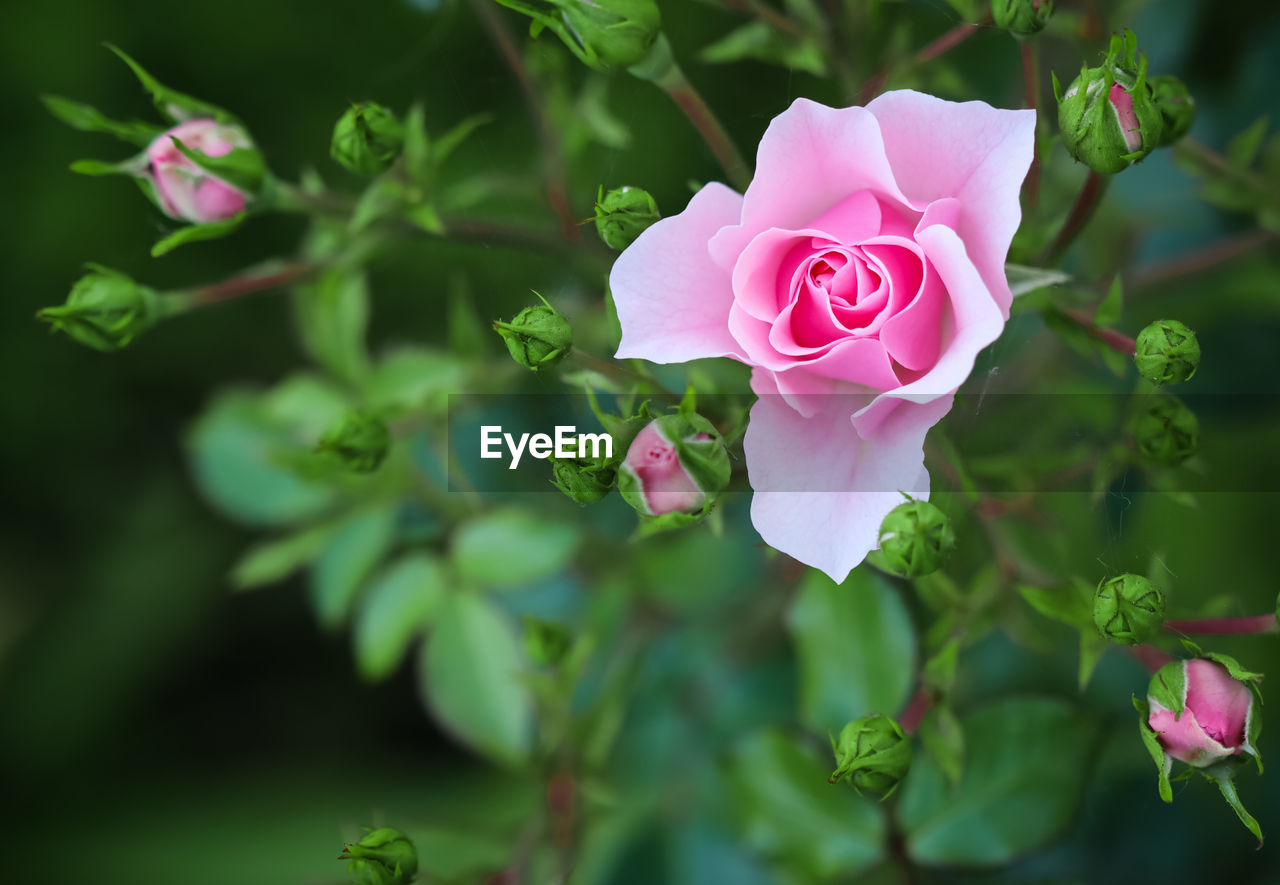 close-up of pink flowering plant