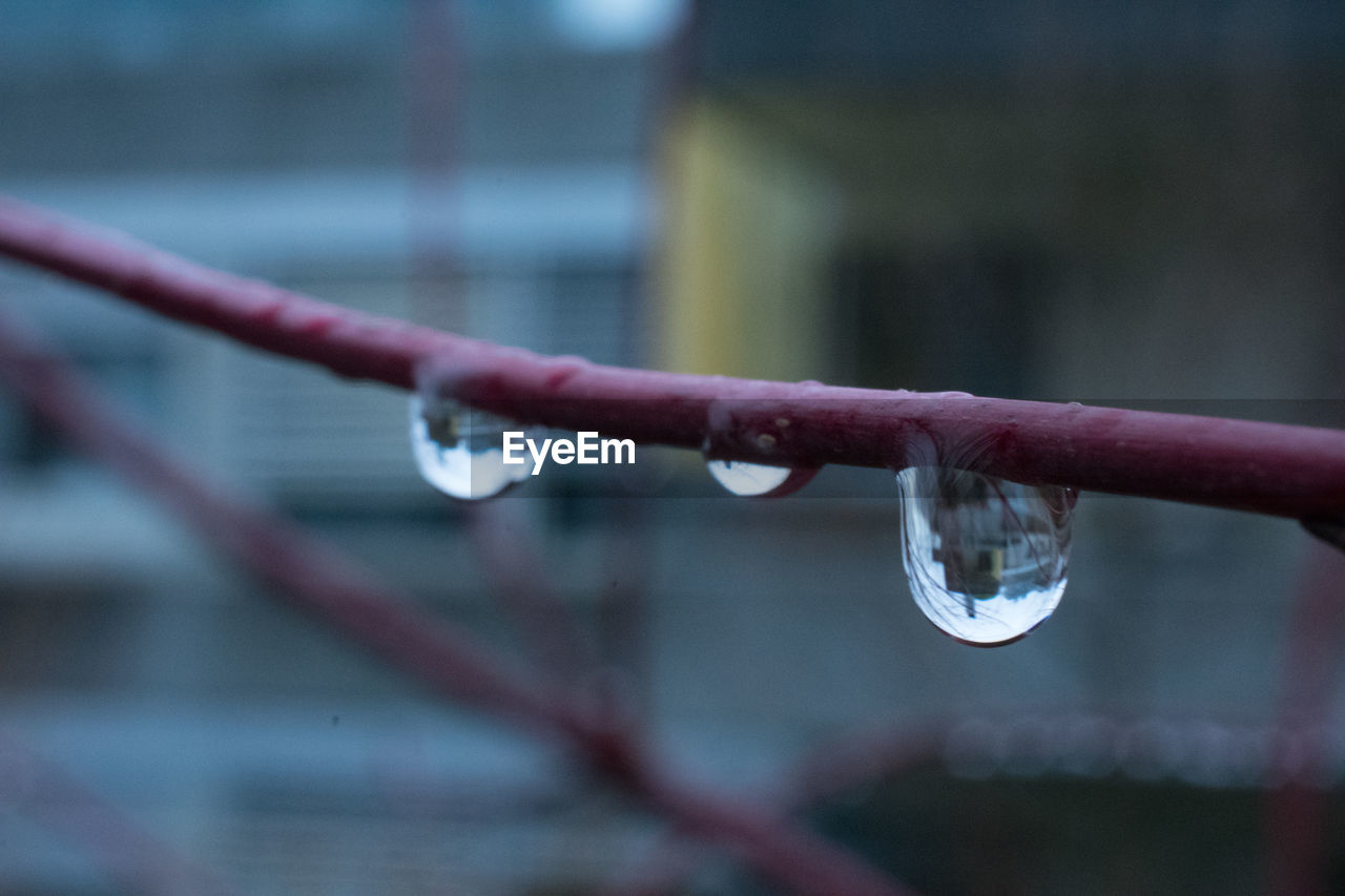 Close-up of water drops on cable during winter