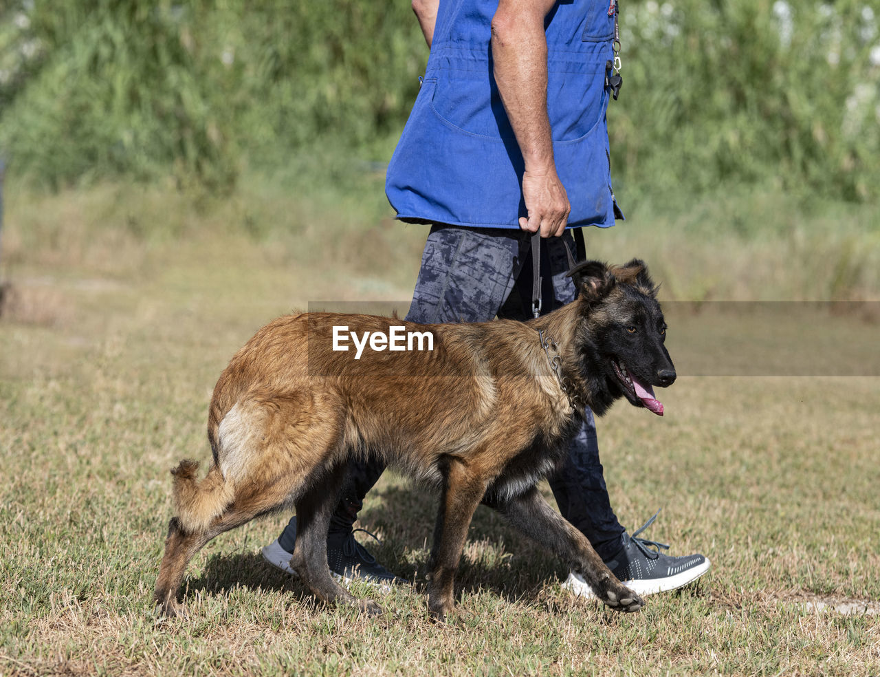 rear view of man standing with horse on field