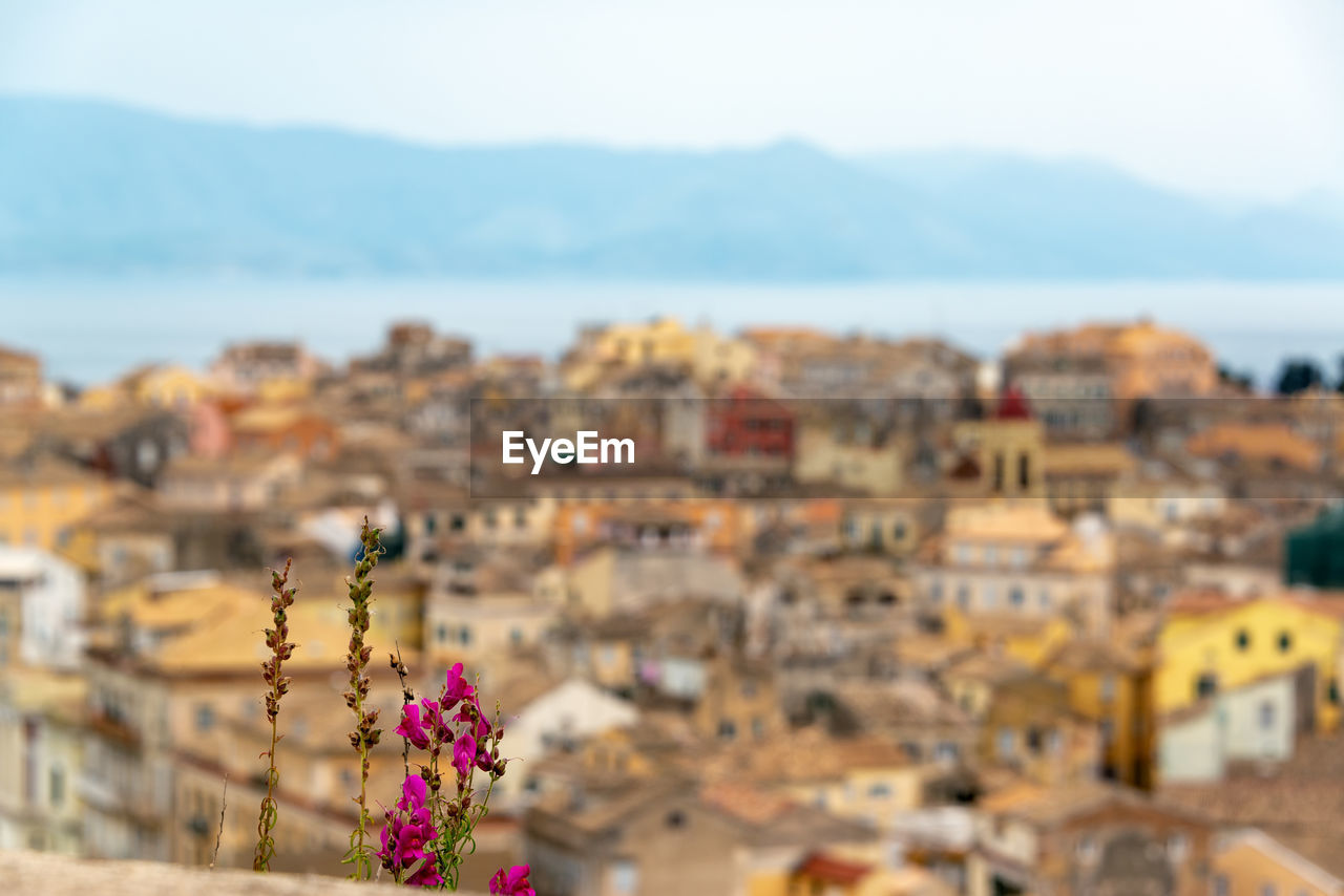 High angle view of flowering plant against buildings in city