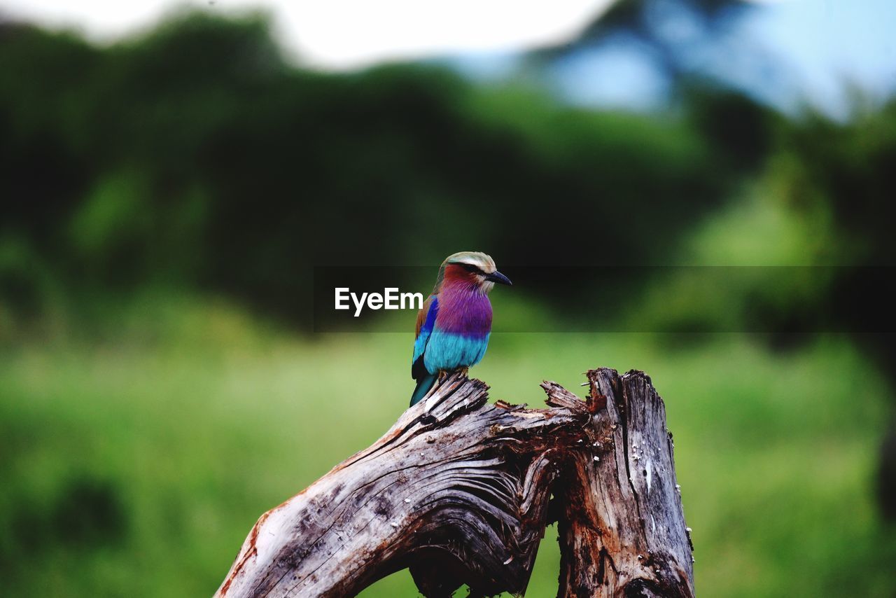 Close-up of bird perching on wooden post