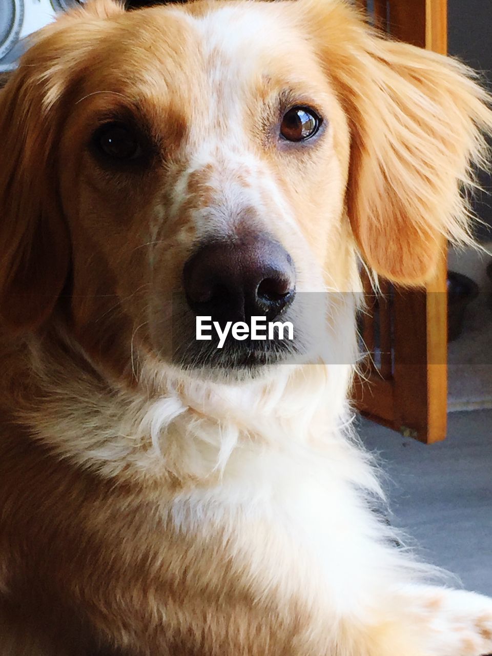 Close-up portrait of dog relaxing on floor at home