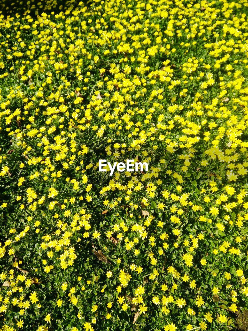 HIGH ANGLE VIEW OF YELLOW FLOWERS GROWING BY FIELD