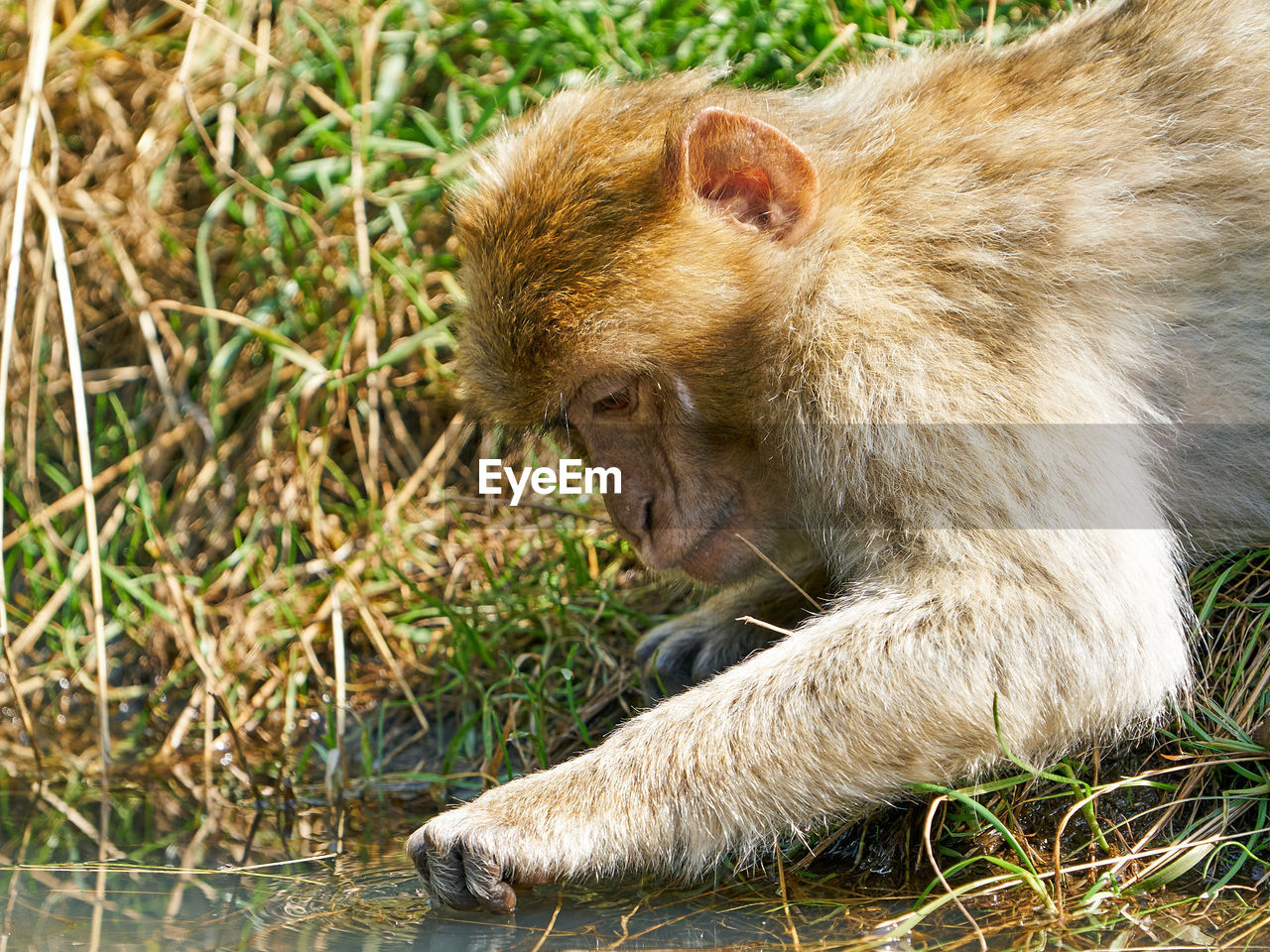 CLOSE-UP OF MEERKAT LOOKING AWAY